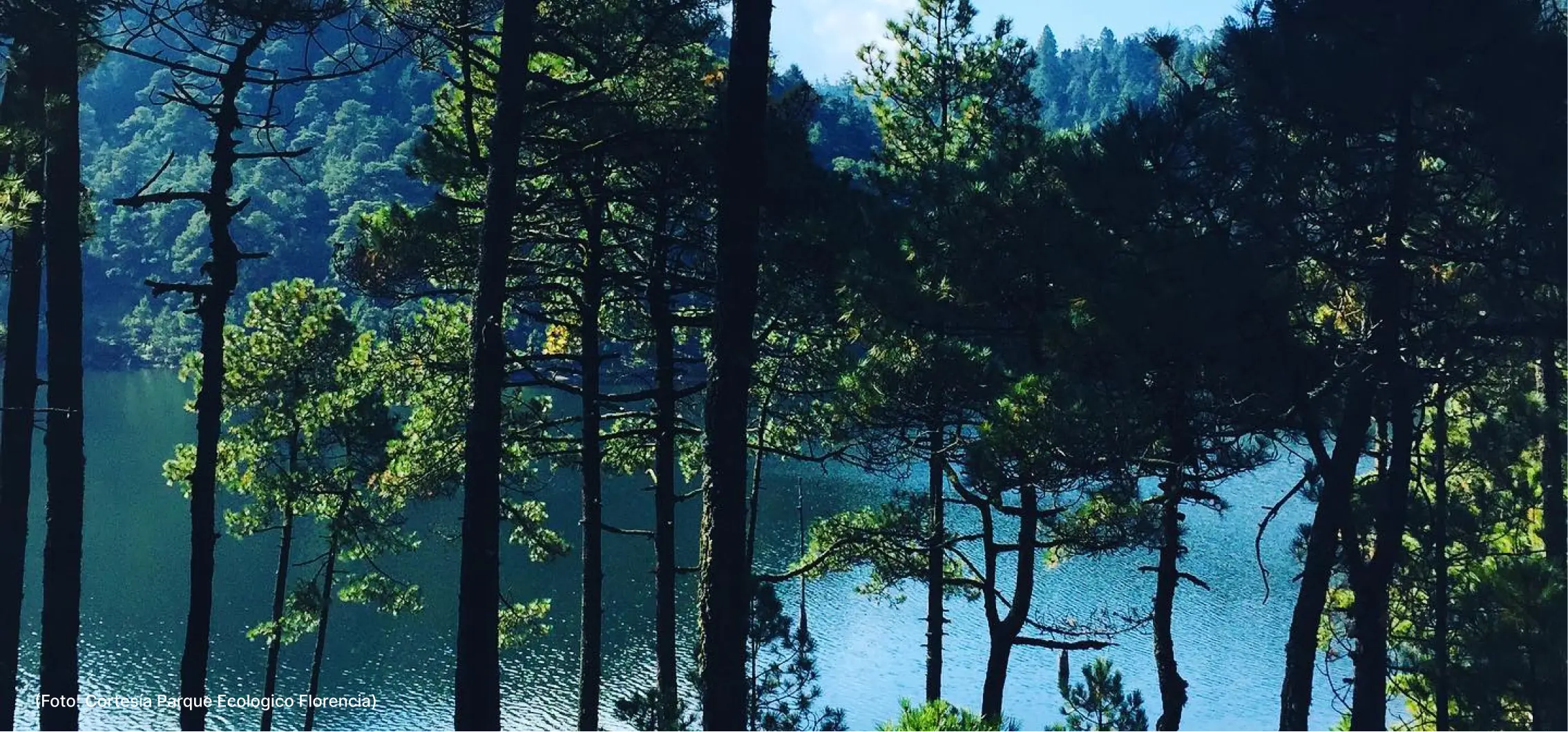 actualidad-vida-4-7-mascotas (4)