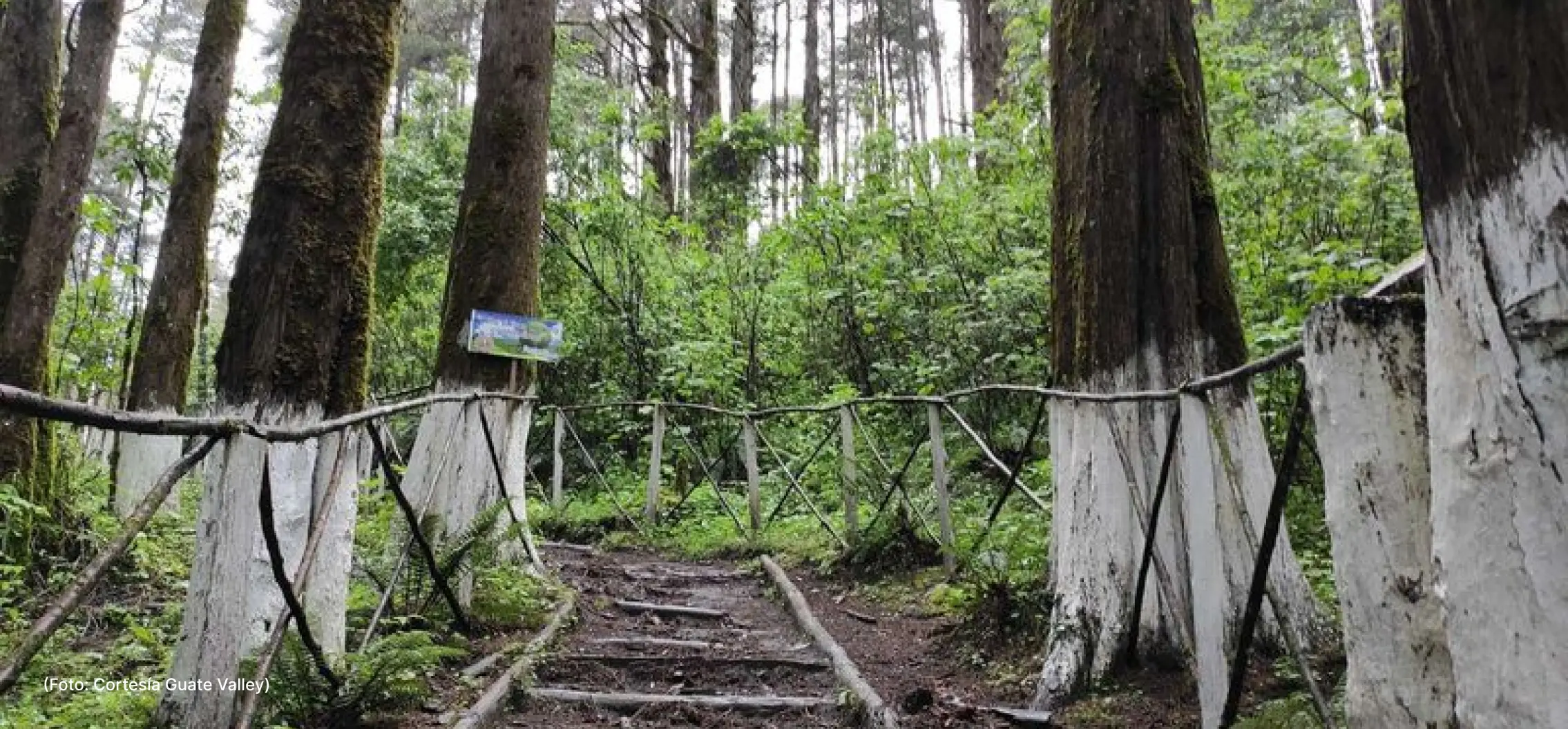 actualidad-vida-22-8-quetzal (1)