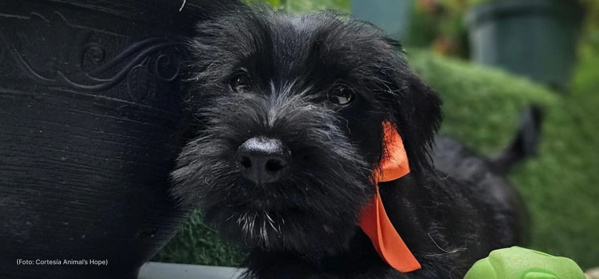 actualidad-sociedad-17-9-rifa (3)