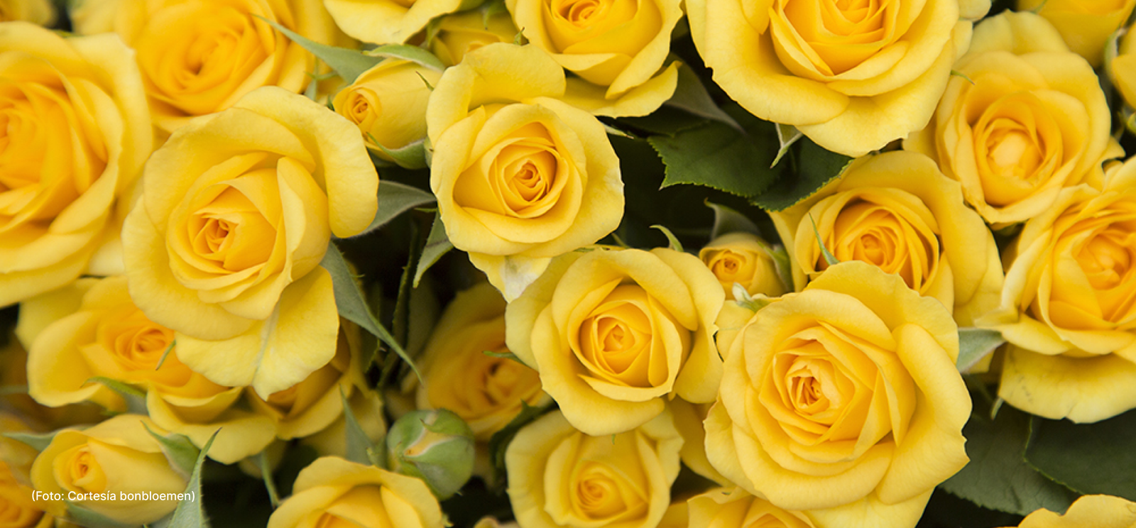 actualidad-vida-20-8 (1)