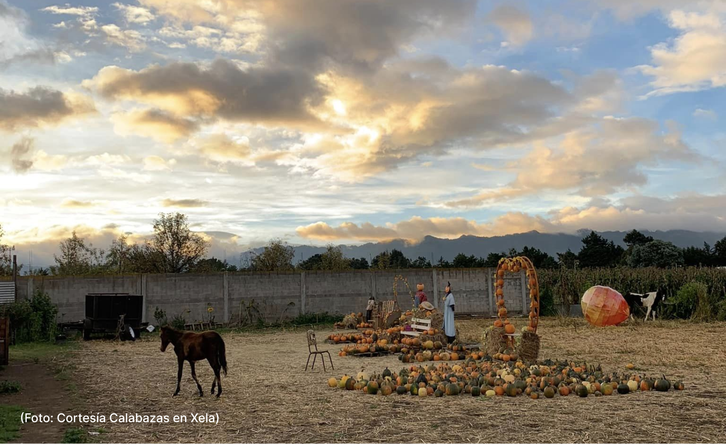 actualidad-25-10-vida-calabazas (2)