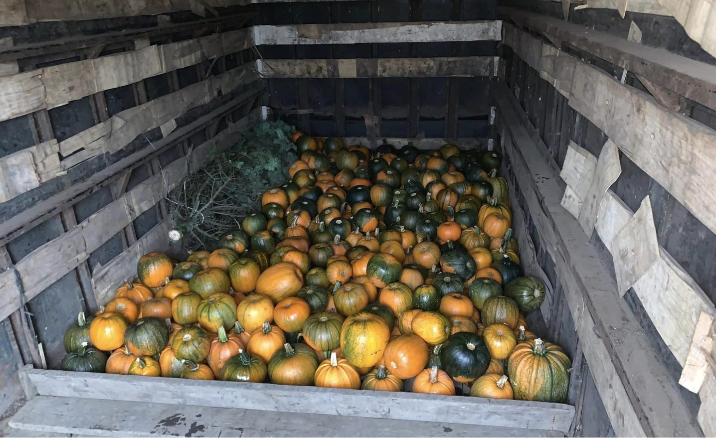 actualidad-25-10-vida-calabazas (4)