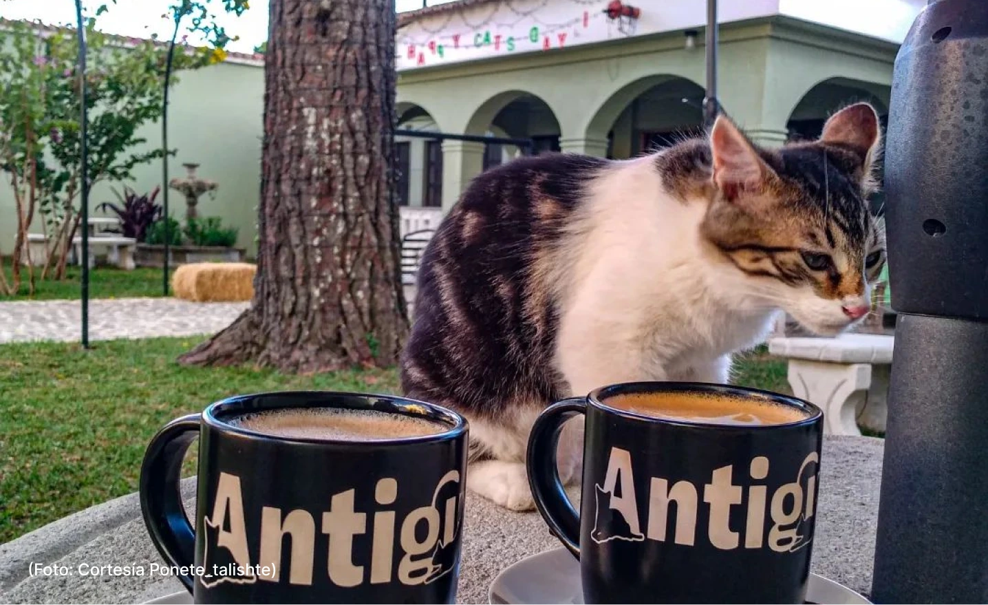 comida-restaurates-cat-cafe-29-10 (1)