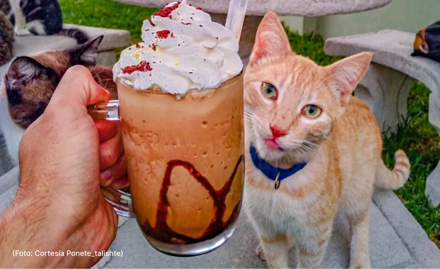 comida-restaurates-cat-cafe-29-10 (2)