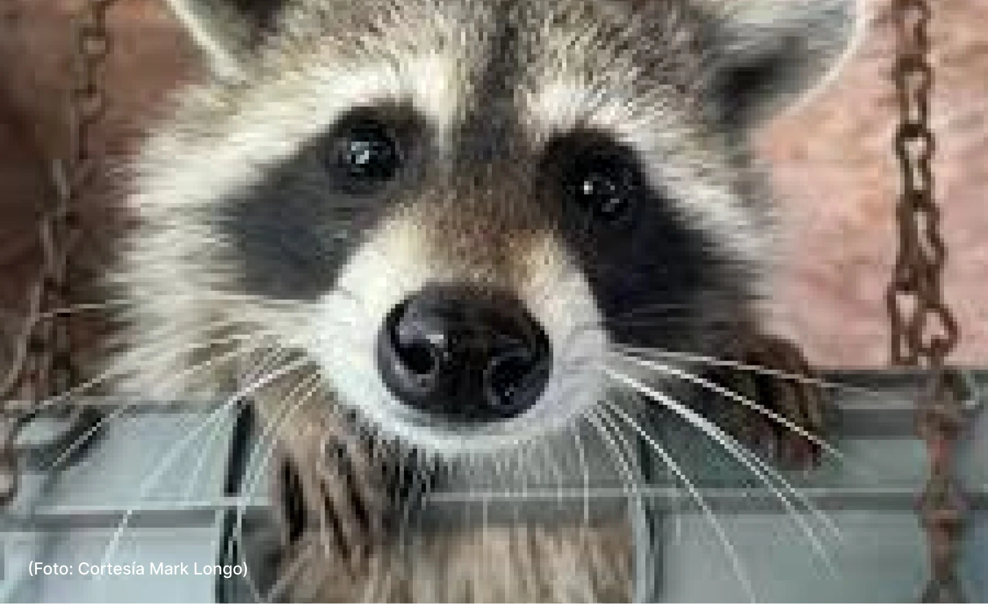 actualidad-entretenimiento-peanut-4-11 (1)