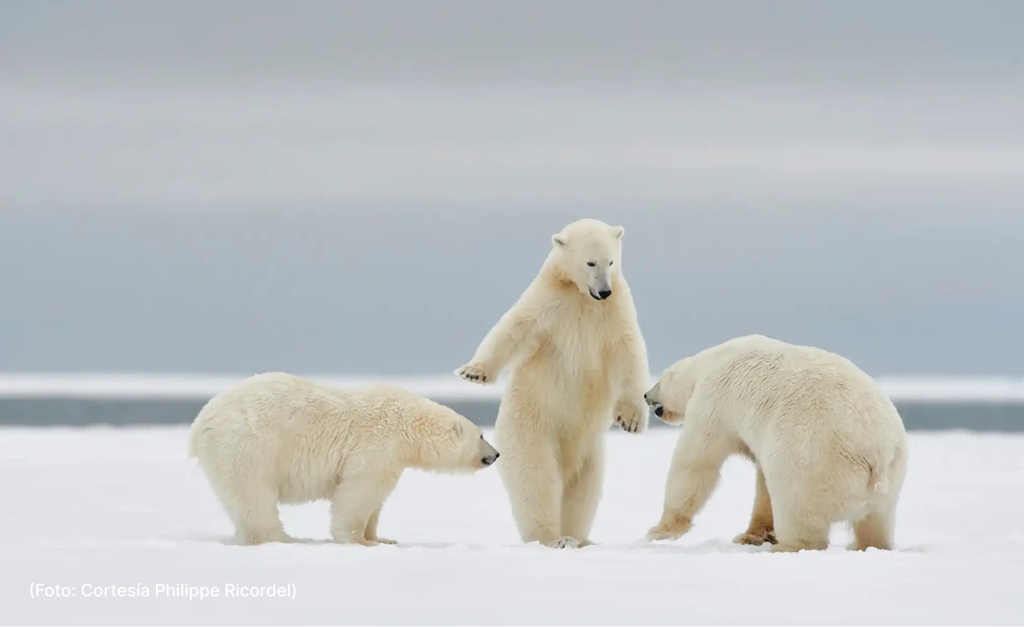 actualidad-vida-11-4-comedy-photos (2)