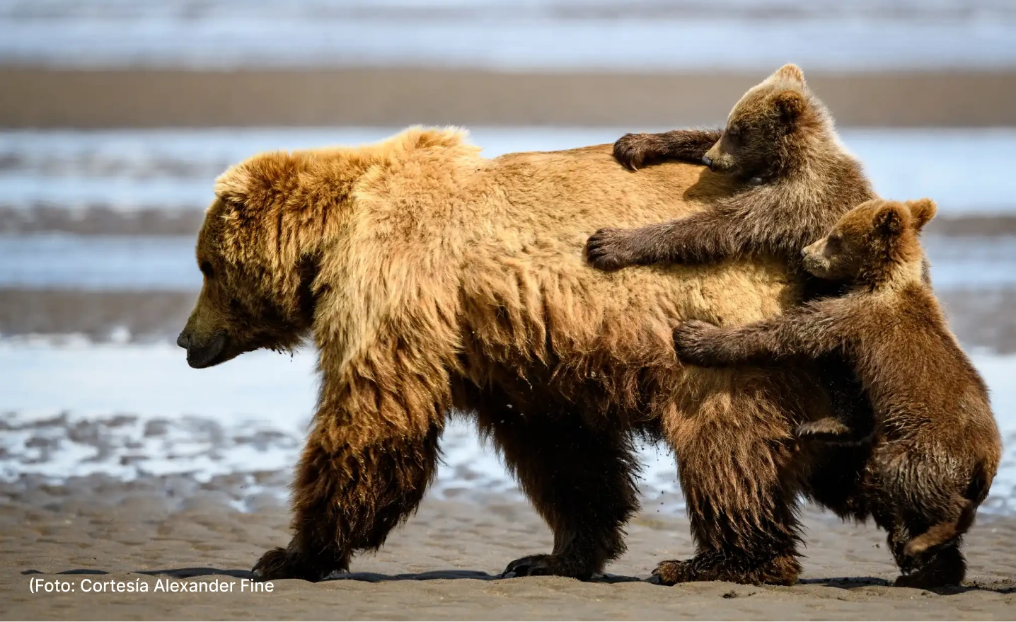 actualidad-vida-11-4-comedy-photos (4)