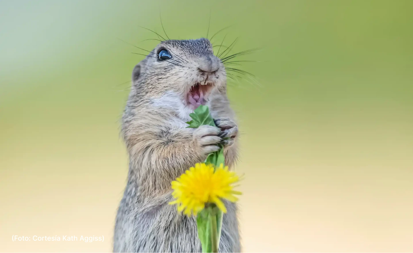 actualidad-vida-11-4-comedy-photos (5)