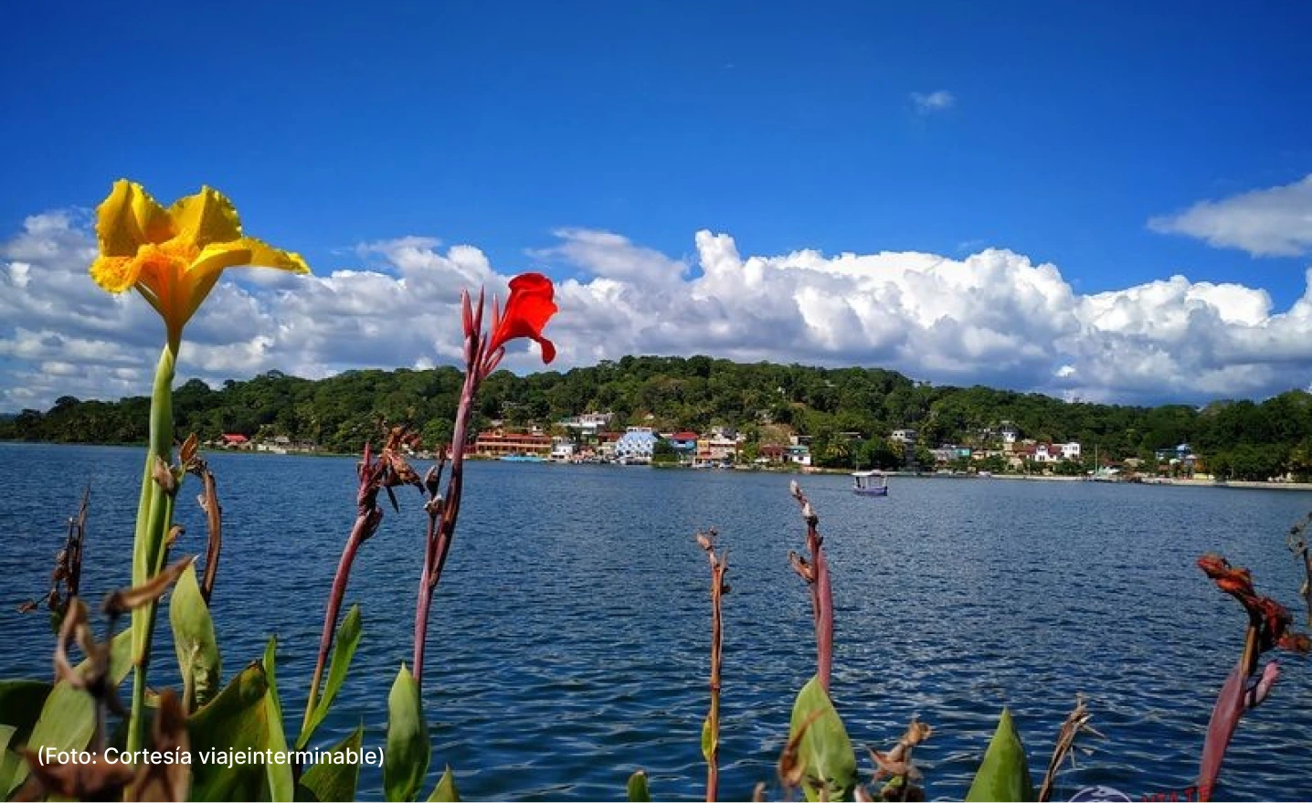 actualidad-vida-isla-flores-22-11 (1)