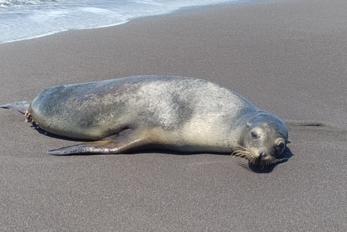 leon_marino_puerto_san_jose_2