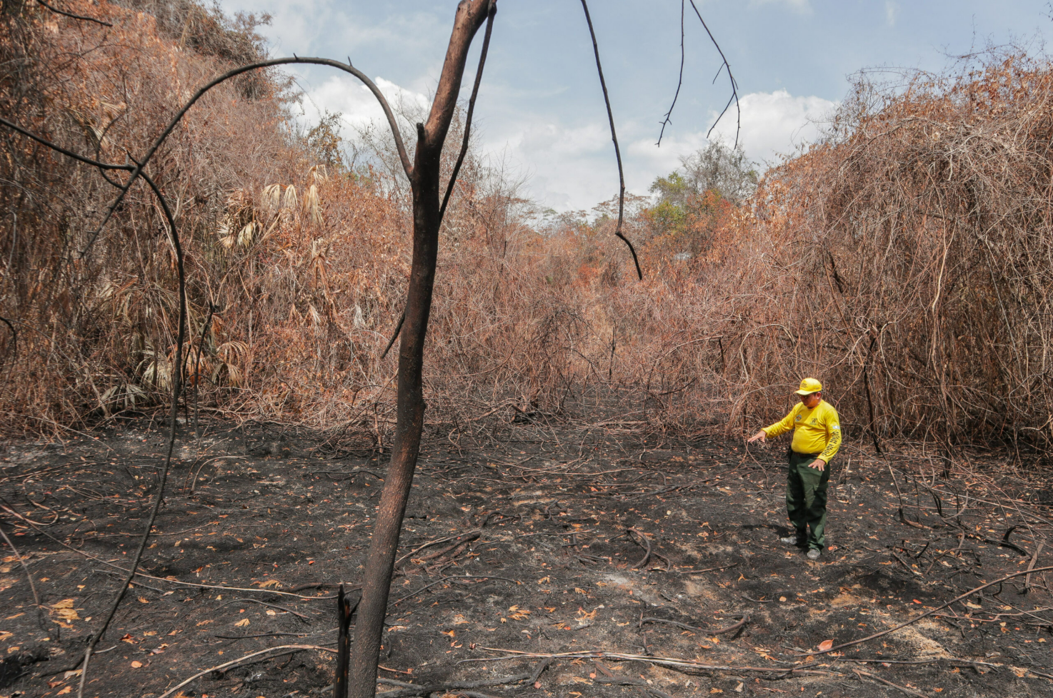 INCENDIOS FORESTALES