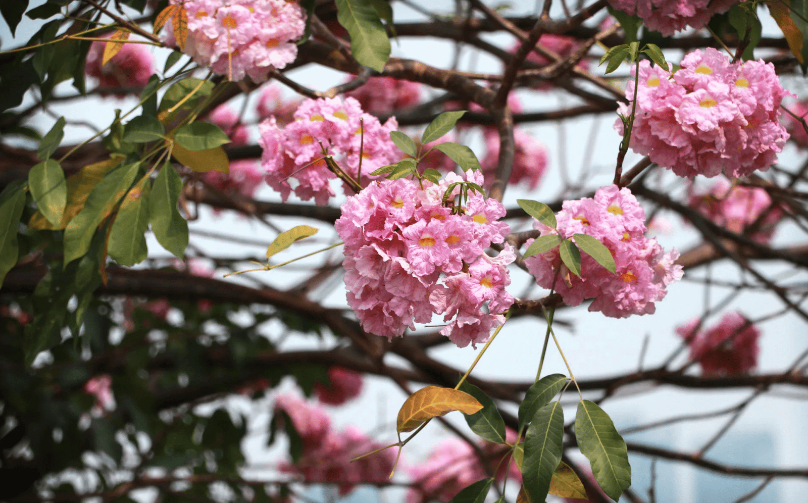 árboles que florecen en Guatemala, matilisguate Guatemala, jacaranda Guatemala, palo blanco árbol, árboles de verano en Guatemala