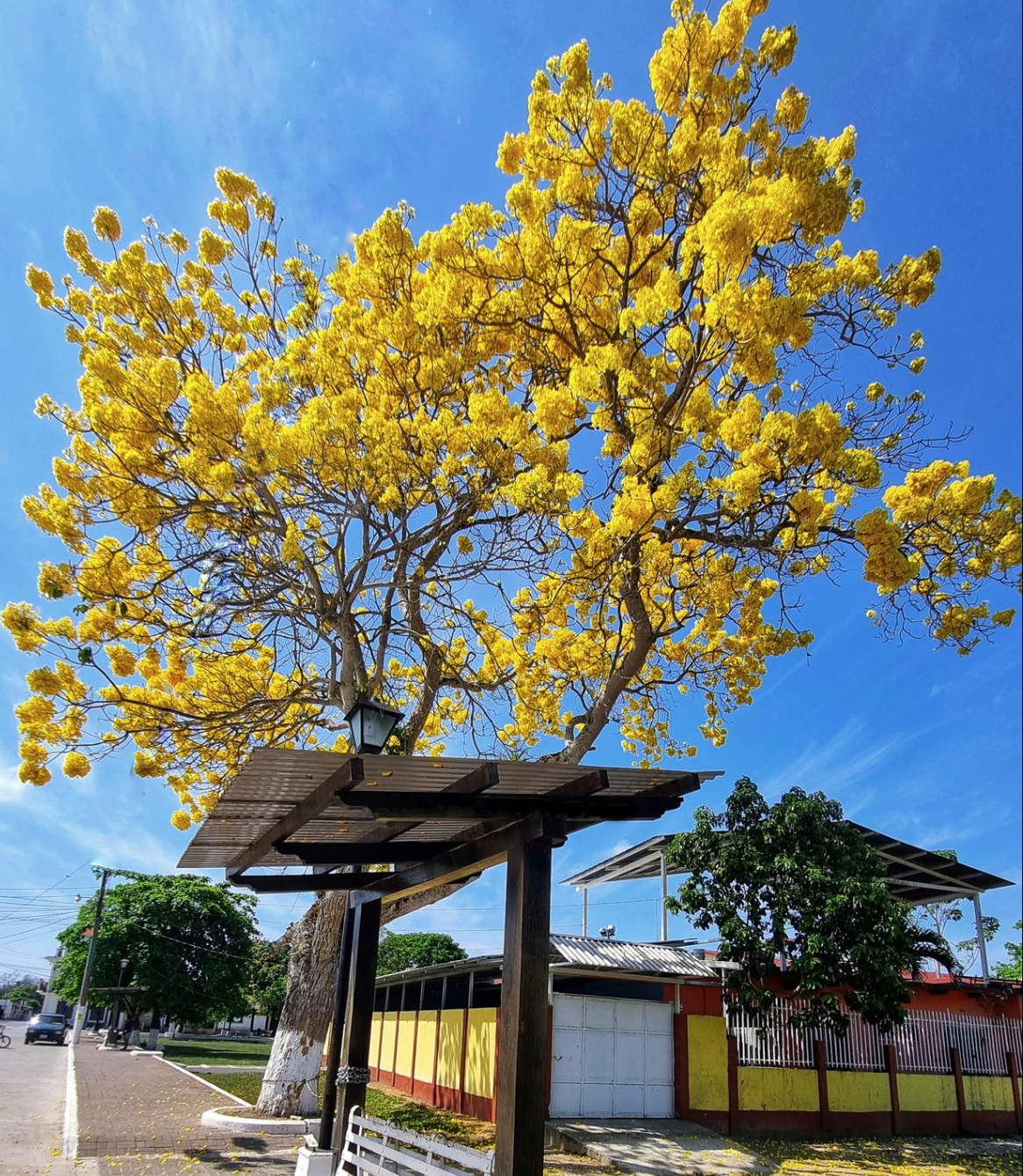 árboles que florecen en Guatemala, matilisguate Guatemala, jacaranda Guatemala, palo blanco árbol, árboles de verano en Guatemala